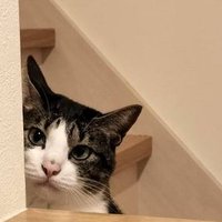 プリン堂 (@purin_1119) 's Twitter Profile