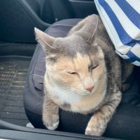 Cryptonian Hero (@cryptonianhero) 's Twitter Profile