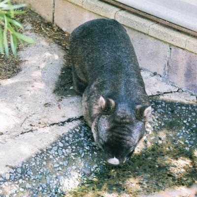 Twitter時代から悩んで悩んで悩んだ末に見るだけ専用で今頃Xデビュー、でもElon Reeve Musk次第でいつBlueskyに乗り換えるかわからん(笑)