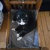 Toodaloosmfkr (@fatcatlady86) Twitter profile photo Toodaloosmfkr (@fatcatlady86) Twitter profile photo