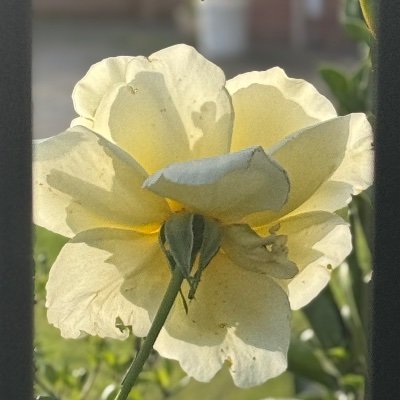 yiea_ioe's profile picture. pumapanig sa pag-ibig 🤍
Que sera sera 🫶