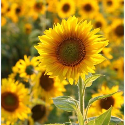 jassu77777's profile picture. 