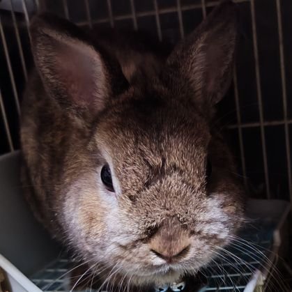 Q69ZM3NvKV4l09J's profile picture. うさぎさんにご奉仕する生物。時々釣り、ゴロゴロ寝るとうれしい