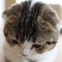 まぁくん#LYNX YOUTH (@katudonnanndayo) 's Twitter Profile