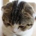まぁくん＃LYNX YOUTH (@katudonnanndayo) Twitter profile photo