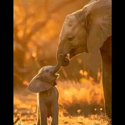 Don't like Injustices,
Protect the Children
1st time Young Grandma
💕 🎹🎸Music. ❤ My Children
💕 Animals Nature Photography Gardening
Art
