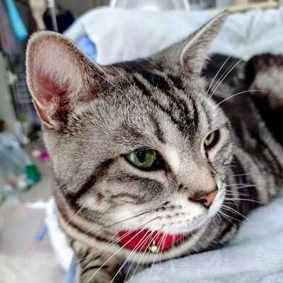 猫が好きです♥
写真はアメショ(♂)の柊太郎です。
GACKTさんと声優の富山敬さん、塩沢兼人さんのファンです💖