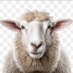 NOT A SHEEP (@scottf110964) Twitter profile photo NOT A SHEEP (@scottf110964) Twitter profile photo