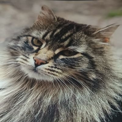 AryaZinn45676's profile picture. 