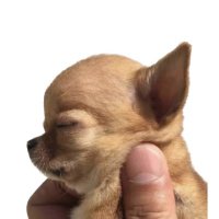 치와와 아카이브 (@chihuahuarchive) 's Twitter Profile Photo 치와와 아카이브 (@chihuahuarchive) 's Twitter Profile Photo