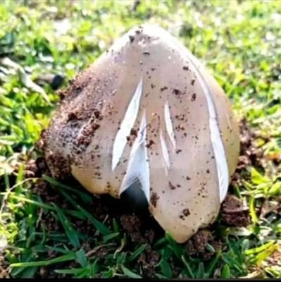 NKipera's profile picture. mkulima/mfugaji