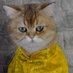 Lord Lape Meows (@lordlapemeows) Twitter profile photo Lord Lape Meows (@lordlapemeows) Twitter profile photo