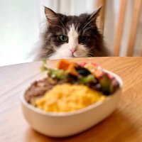 白くてふわふわ (@n4gism) 's Twitter Profile