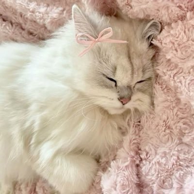 swqh_'s profile picture. 