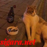 miskin (@benbirfreak) 's Twitter Profile