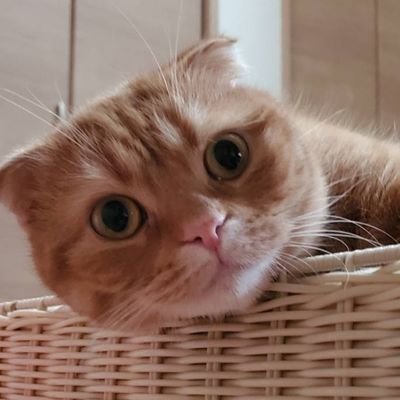 ｃｈａｔ🐾🐾さんのプロフィール画像