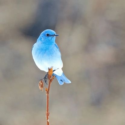 leidu1999's profile picture. 9Q4GBHJA      Flow3 Network 🌐