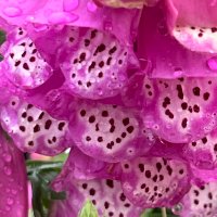 Foxglove (@foxglove3579) 's Twitter Profile Photo