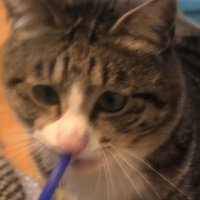 かえで (@bk1g72) 's Twitter Profile