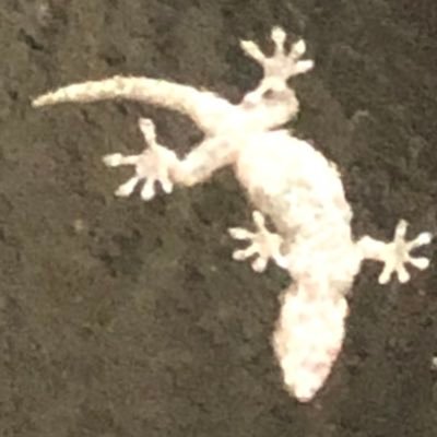 Noin200015's profile picture. VRchat専用