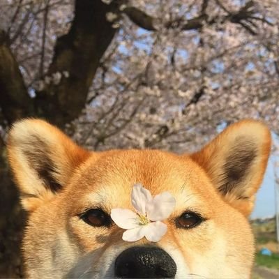 DarkDoggo20's profile picture. xD