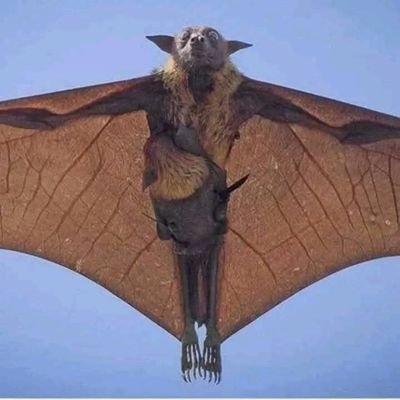 il est temps de se réveiller dans cette monde car le gouvernement le monde entier le fait que des mensonges moi je suis vigilant je vais les peuples dieu qui no