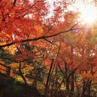 せんち (@snmiru_sen_ma) Twitter profile photo