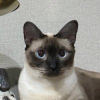 ขอให้ไม่ปวดฟัน (@prayformyteeth) 's Twitter Profile Photo