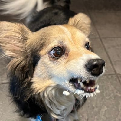 A Mom, interested in the world, especially nature, democracy, education, compassion. #dogtwitter is my refuge
