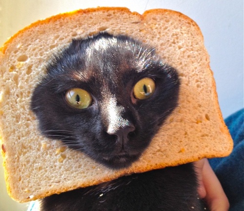 epicurious_cat Profile Picture