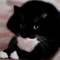 Super Simula (@simulabvm) 's Twitter Profile