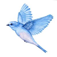Little Bird (@the_fade_xciii) 's Twitter Profile