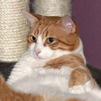 でべろ (@daredemo_welcom) 's Twitter Profile