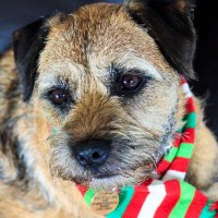 Jack’s Dubious Almanac 🏴🇮🇨 (@lodgiecanarias) 's Twitter Profile Photo Jack’s Dubious Almanac 🏴🇮🇨 (@lodgiecanarias) 's Twitter Profile Photo