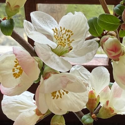 Chameli77181022's profile picture. 博士課程学生