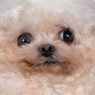 Partially paralyzed but fully powered up, $LUFY drags his back legs but never his vibe. https://t.co/XTNlwmVOOV