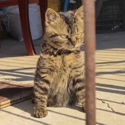 Nynyy 🇵🇸 Profile