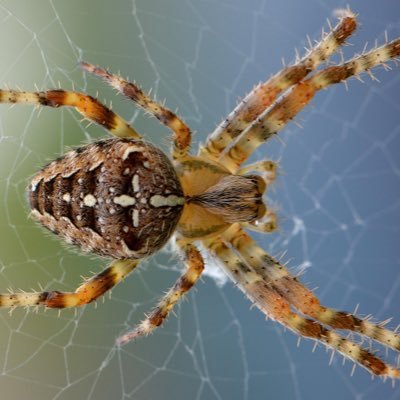 observing_web's profile picture. 