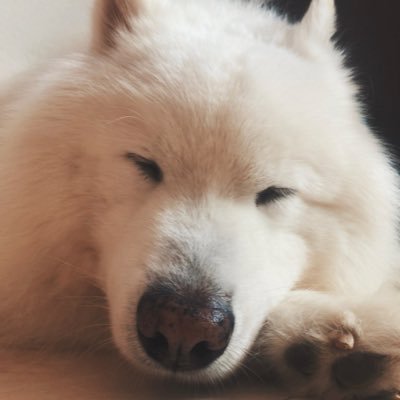 inoさんのプロフィール画像