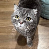 bliisbii (@bliisbii) 's Twitter Profile