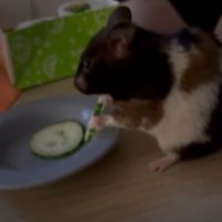 Buppy (@buppyli) 's Twitter Profile