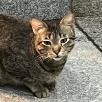 beans. (@binssssssss) 's Twitter Profile