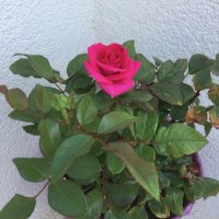 sevgi 💛❤️ 🌺🌵 (@galileofigaro62) 's Twitter Profile