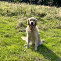 dawn allard (@bruno1cat) 's Twitter Profile