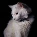fellewin (@ledwinstein) Twitter profile photo fellewin (@ledwinstein) Twitter profile photo