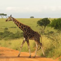 The mighty jungle safaris (@mightyjungle) 's Twitter Profile