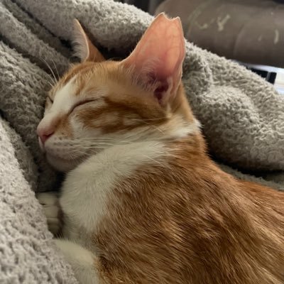 DabhiLevin's profile picture. 