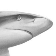 Shlambles's profile picture. 24 y/o || 🏳️‍🌈✨ || He/They/She 💪😎💪