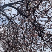 Mohd maqableh (@maqablehmohd) 's Twitter Profile