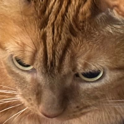 jj_ez's profile picture. 30 - Male - USA - Anime - Cycling - Cats - Misc